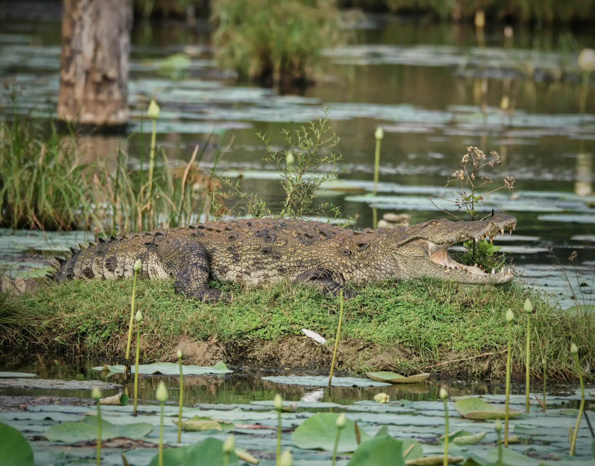 Mugger crocodiles in Yala Block 5, Sri Lanka