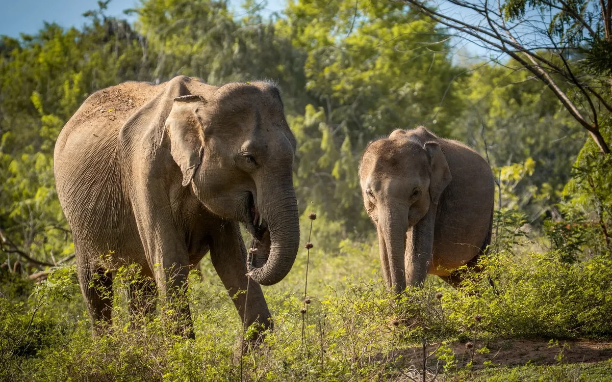 Elephants in Yala Block 5, Sri Lanka