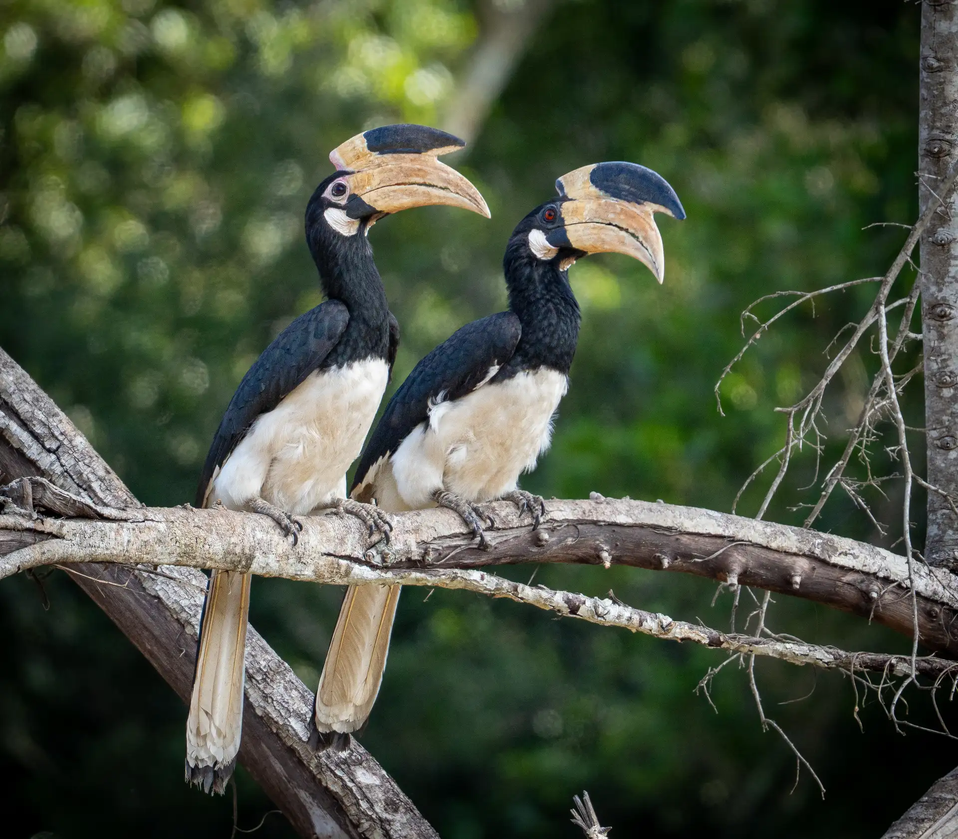 Hornbills in Yala Block 5, Sri Lanka