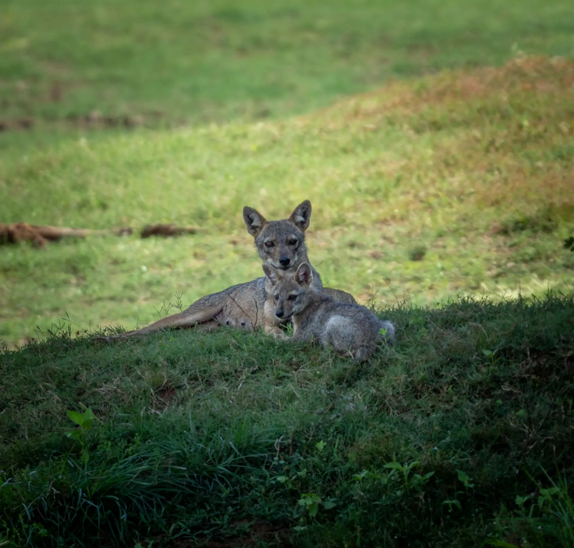 Golden jackals in Yala Block 5, Sri Lanka