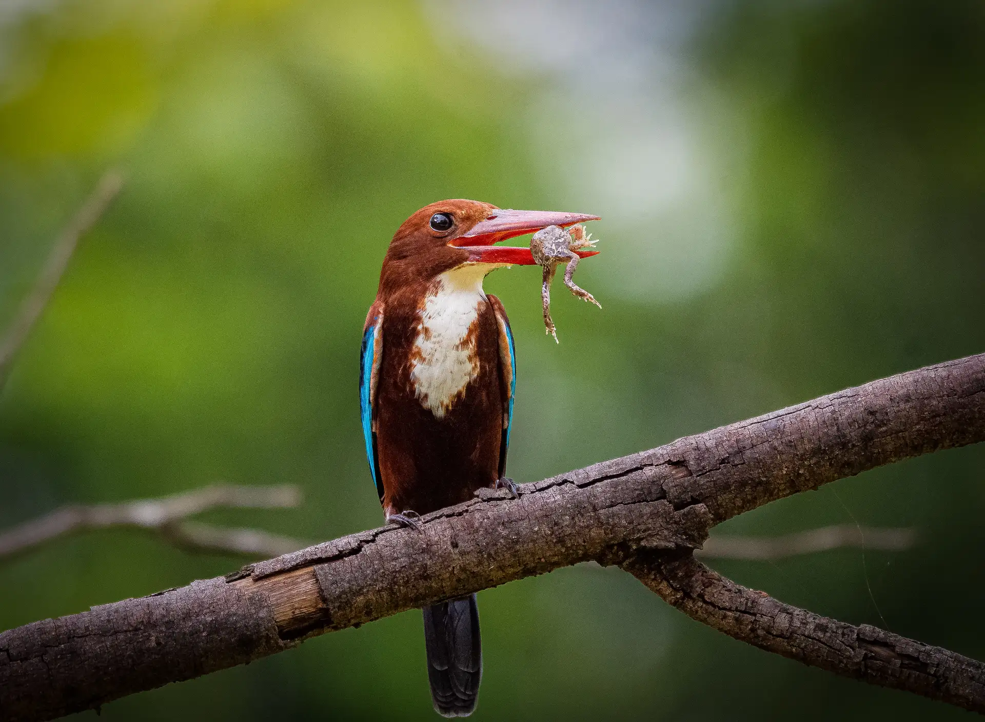 Kingfishers in Yala Block 5, Sri Lanka