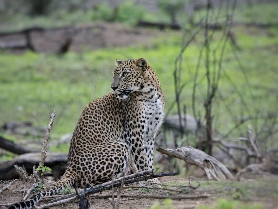Sri Lankan leopards in Yala Block 5