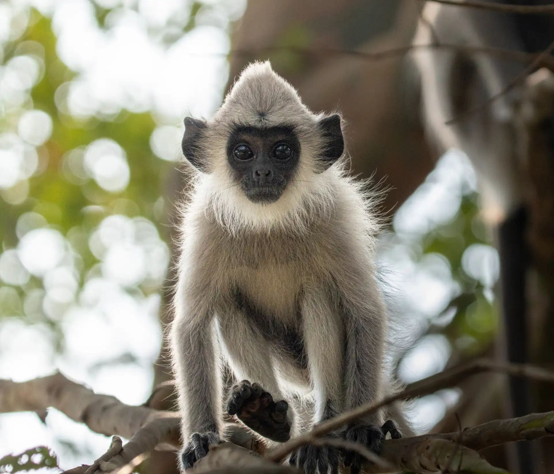 Monkeys in Yala Block 5, Sri Lanka