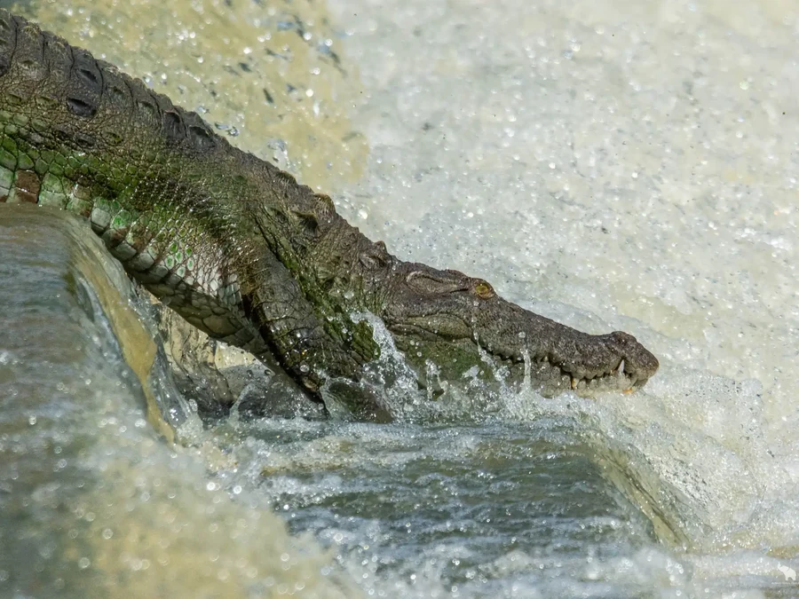 Mugger crocodiles in Yala Block 6, Sri Lanka