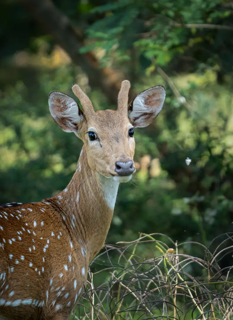 Spotted deer in Yala Block 6, Sri Lanka