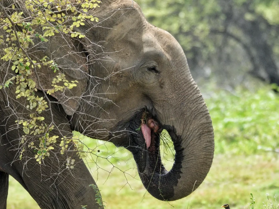 Elephants in Yala Block 6, Sri Lanka