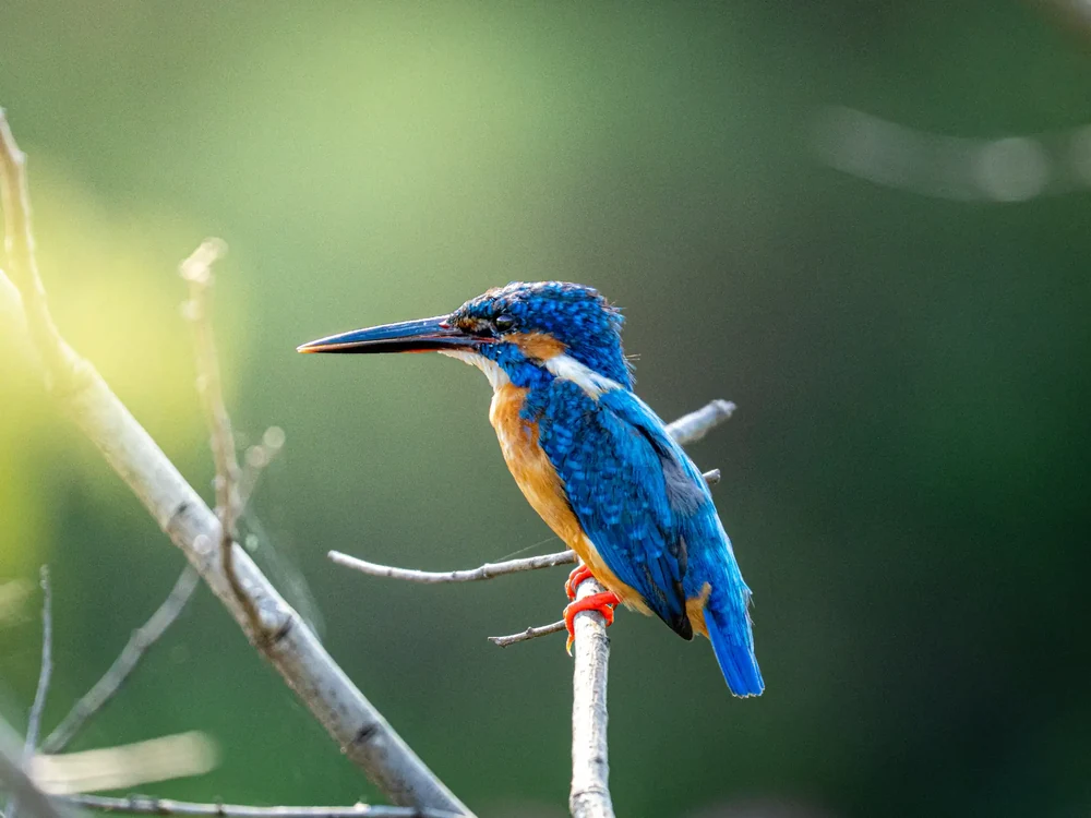 Kingfishers in Yala Block 6, Sri Lanka