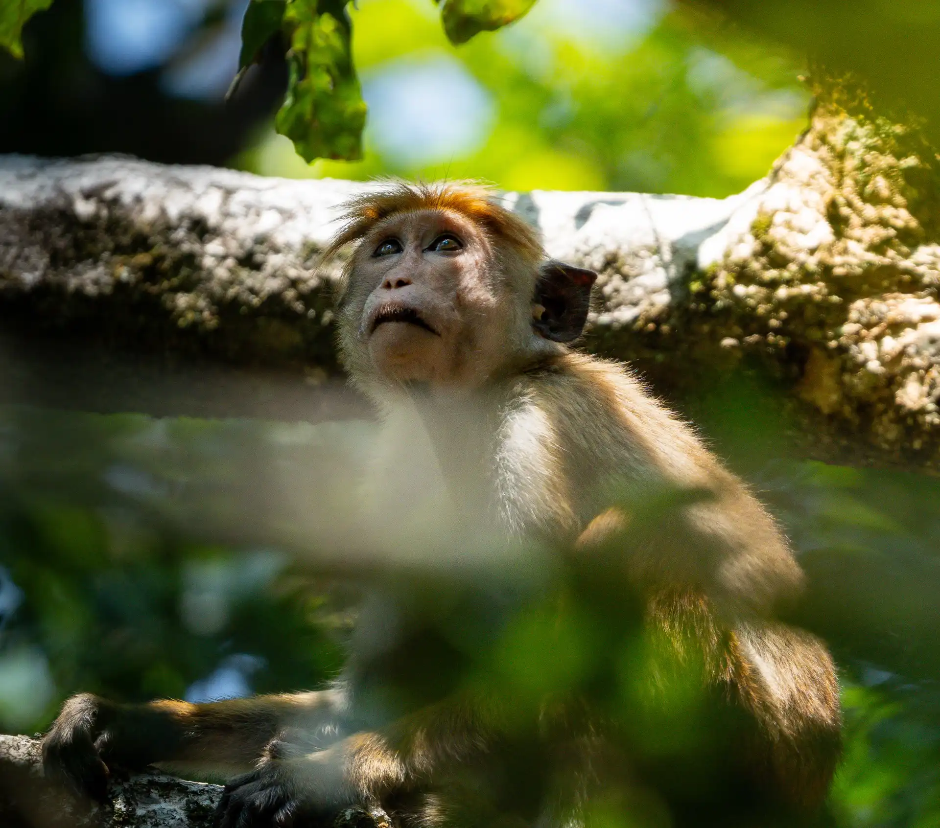 Toque macaques in Yala Block 6, Sri Lanka
