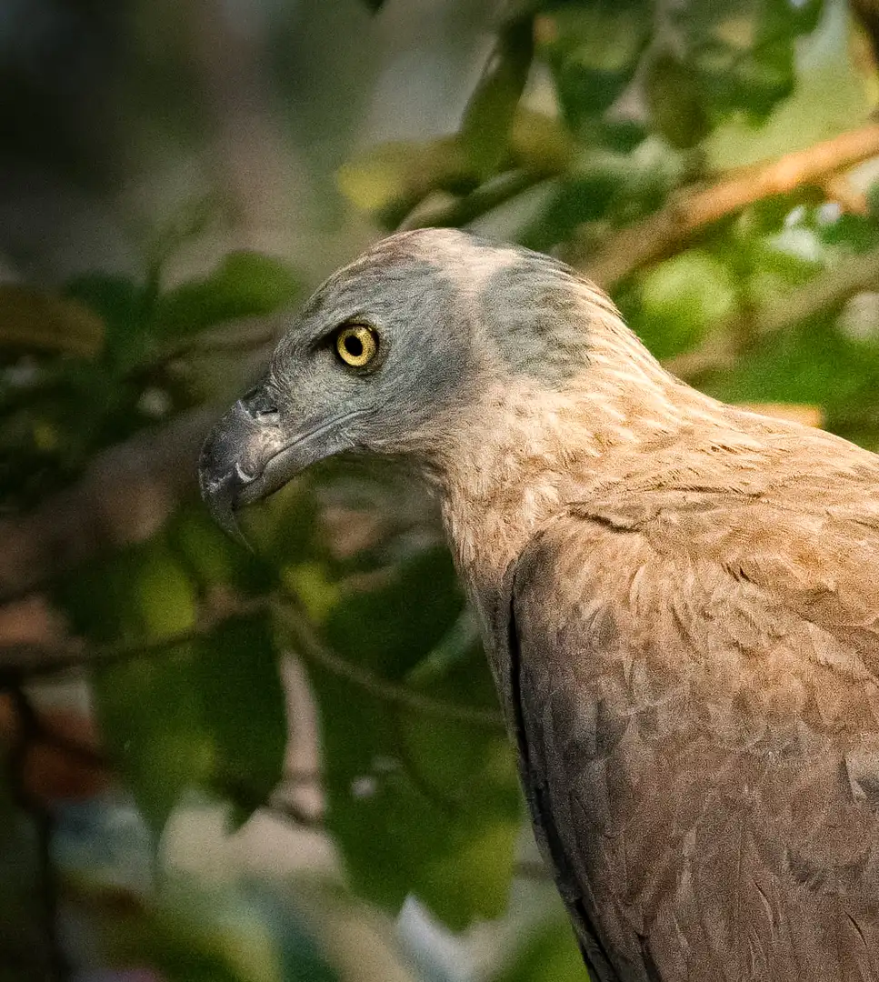Raptors in Yala Block 6, Sri Lanka