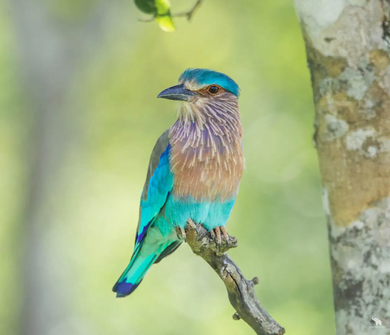 Indian roller perched in Yala National Park, Sri Lanka