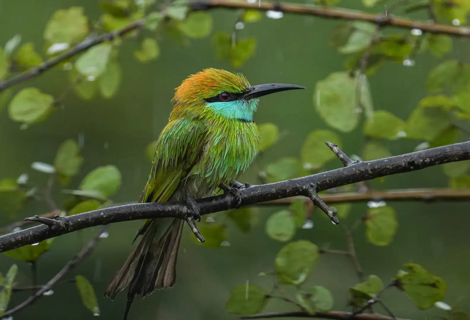 Little green bee-eater perched in rainy season, Yala, Sri Lanka