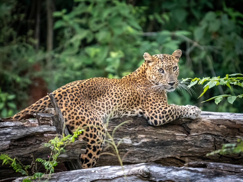 Sri Lankan leopard resting on a fallen log in Yala Block 5