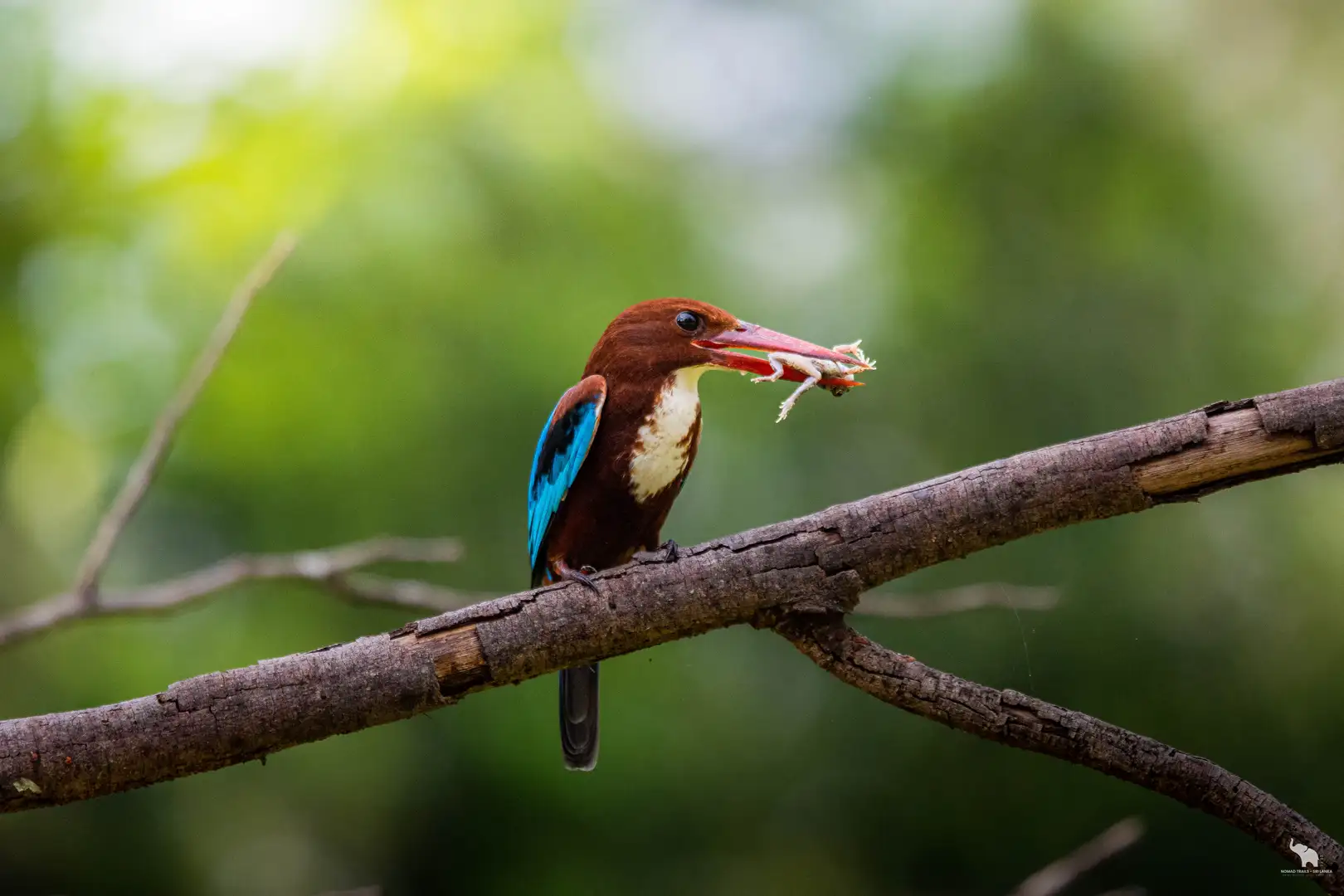 White-throated kingfisher with prey in Yala, Sri Lanka