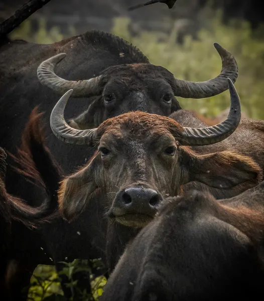 Wild buffalo herd in Yala Block 5, Sri Lanka