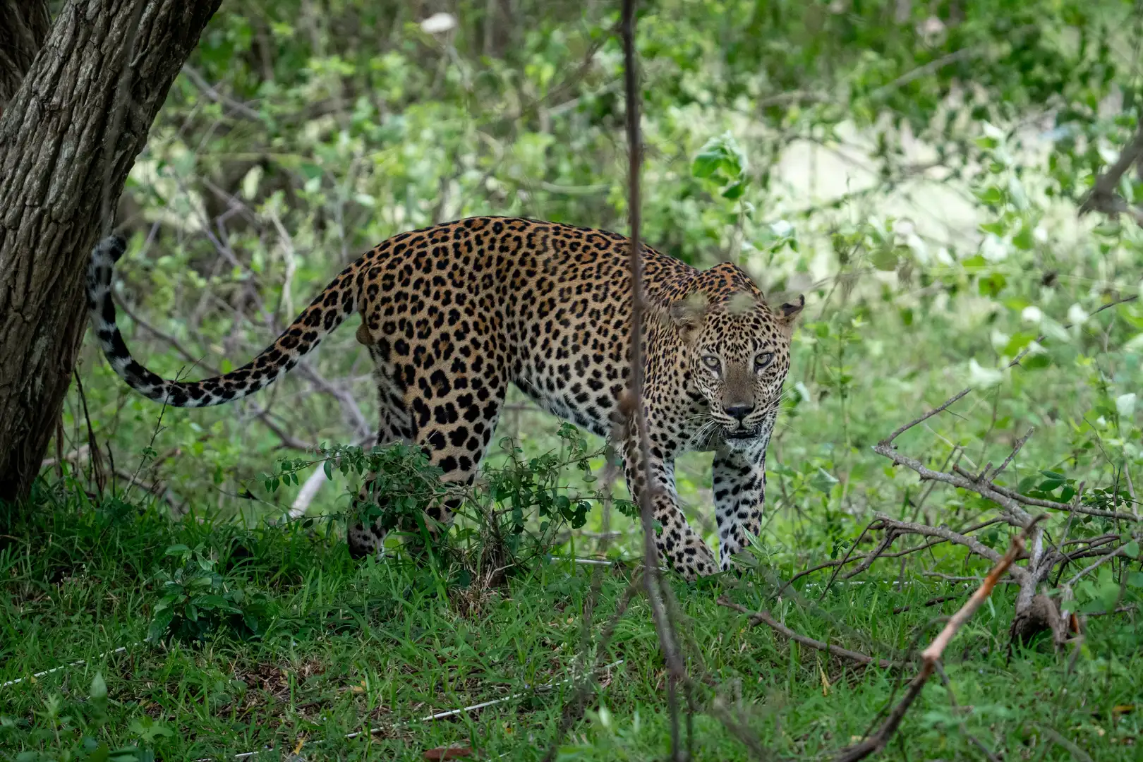 Ceylon leopard stalking through dense undergrowth in Yala National Park