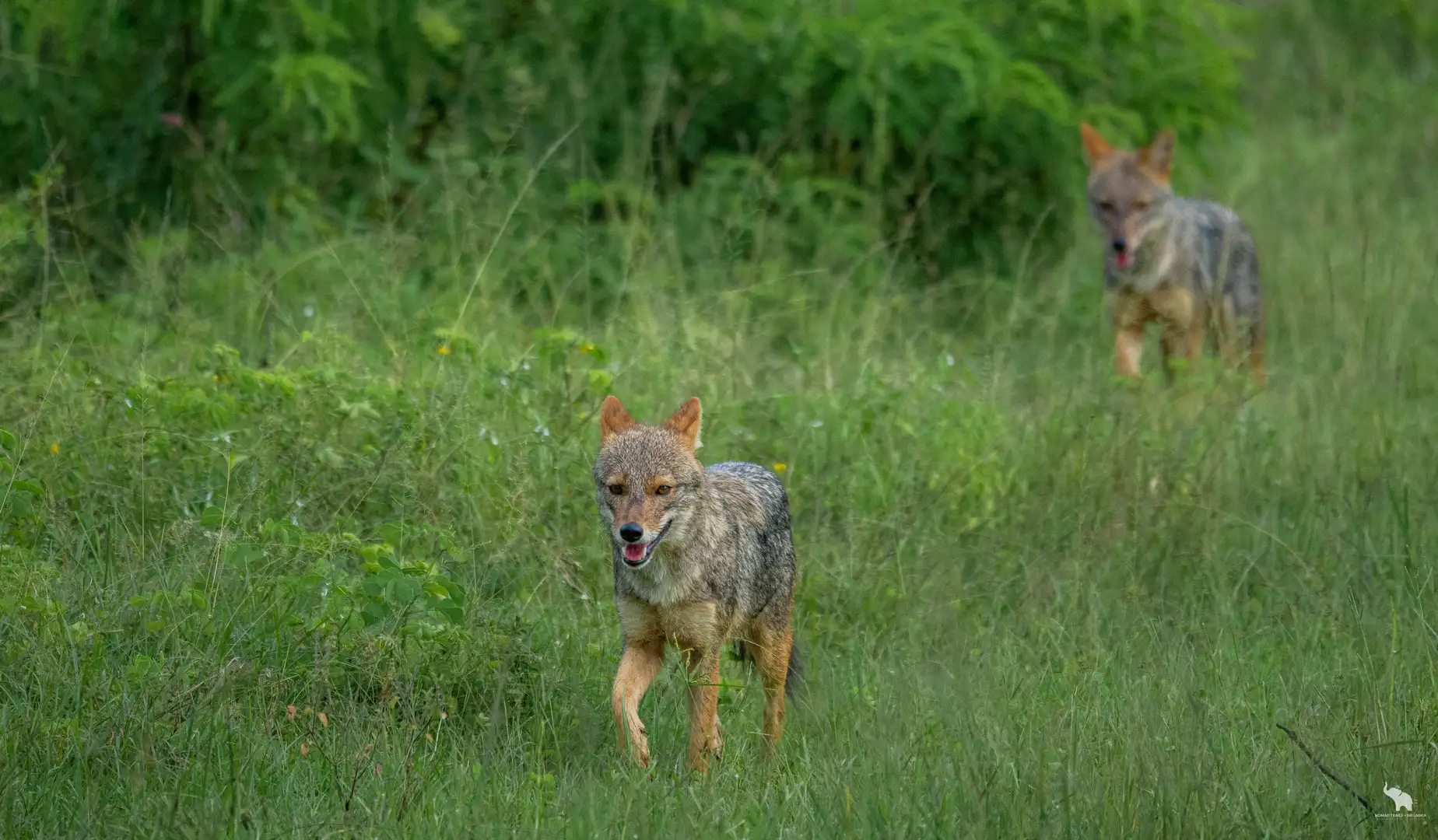 Golden jackals running in open grassland at Yala National Park