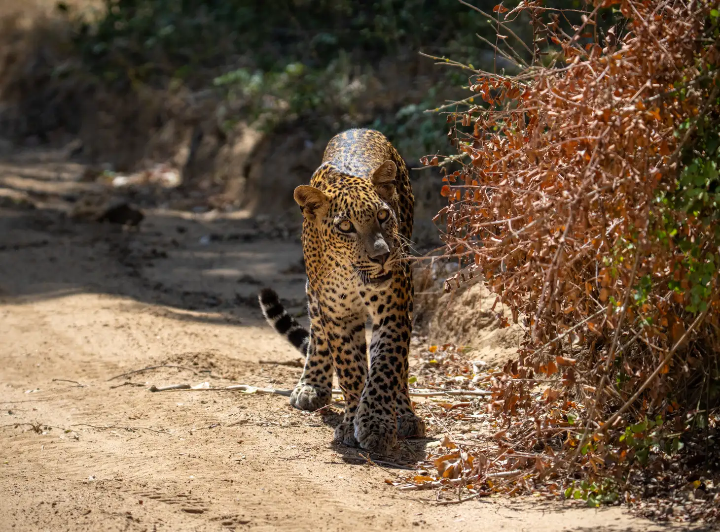 Sri Lankan leopard walking along a morning track in Yala Block 5