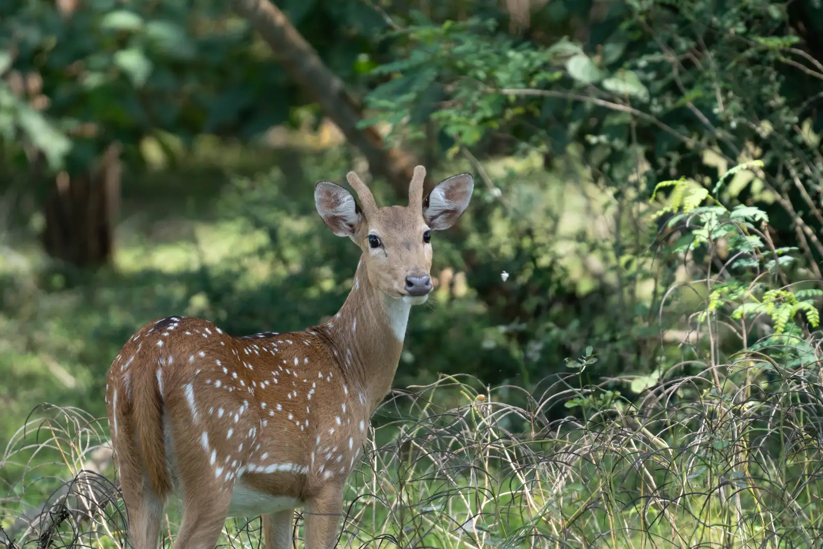 Spotted deer in Yala National Park, Sri Lanka
