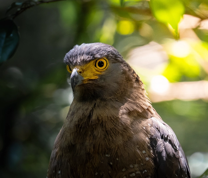 Crested serpent eagle portrait in Yala National Park, Sri Lanka