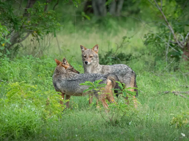Golden jackals interacting in open grassland, Yala National Park, Sri Lanka