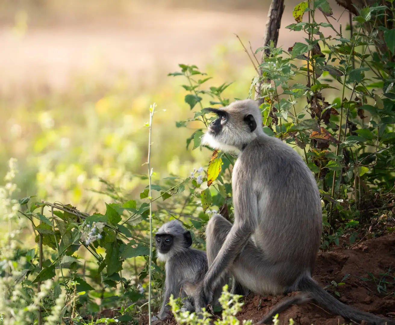 Grey langur monkeys in Yala National Park, Sri Lanka