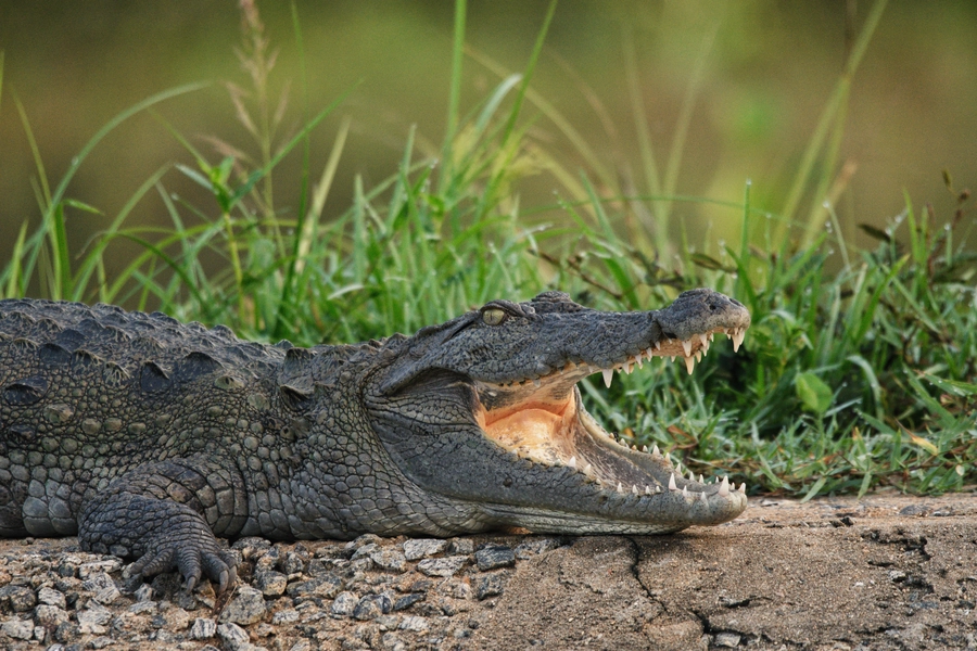 Mugger crocodile with open jaw basking in Yala Block 5, Sri Lanka