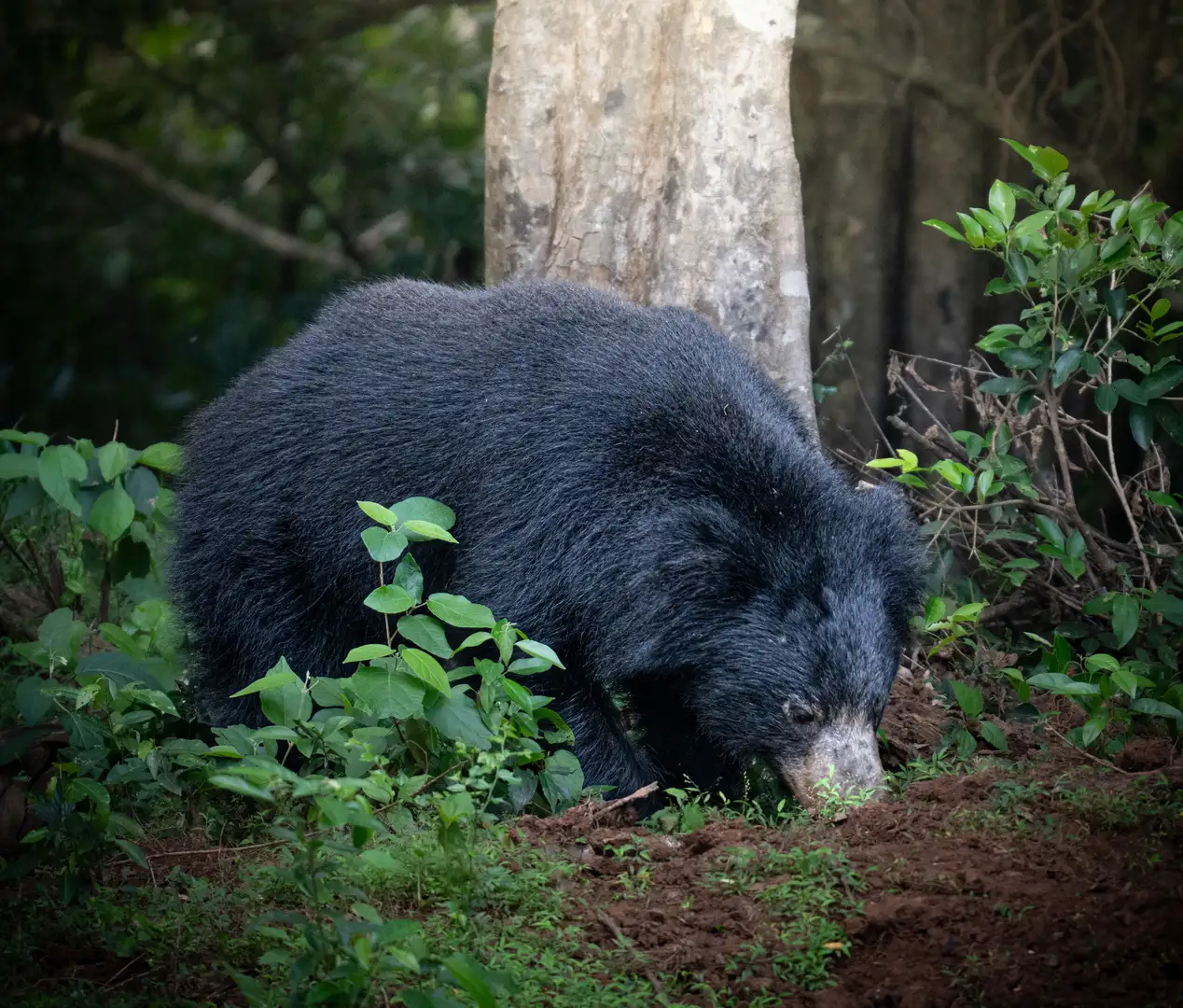 Sloth bear in Yala National Park, Sri Lanka