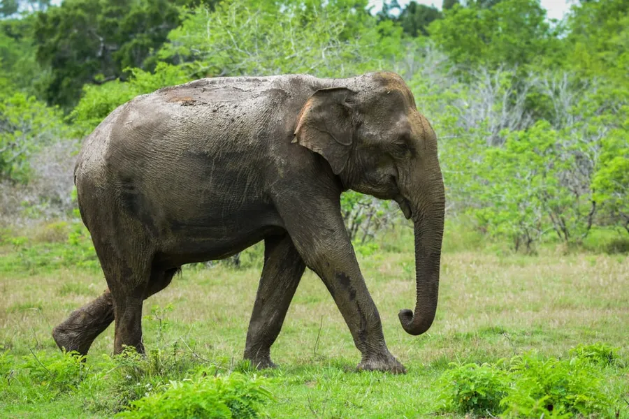 Elephant walking through green grassland in Yala Block 6, Sri Lanka